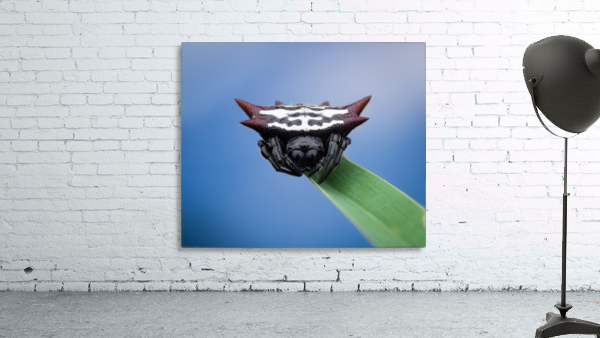 Spiny orb-weaver Wall Preview