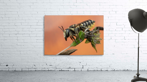 Leaf Cutter Bee Wall Preview