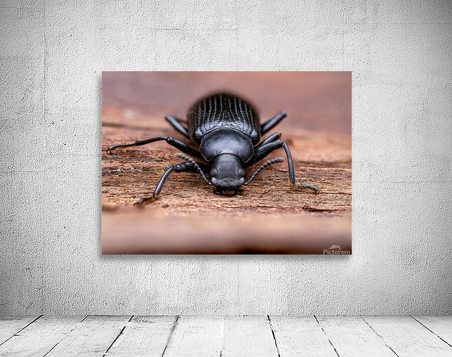 Darkling Beetle Wall Preview