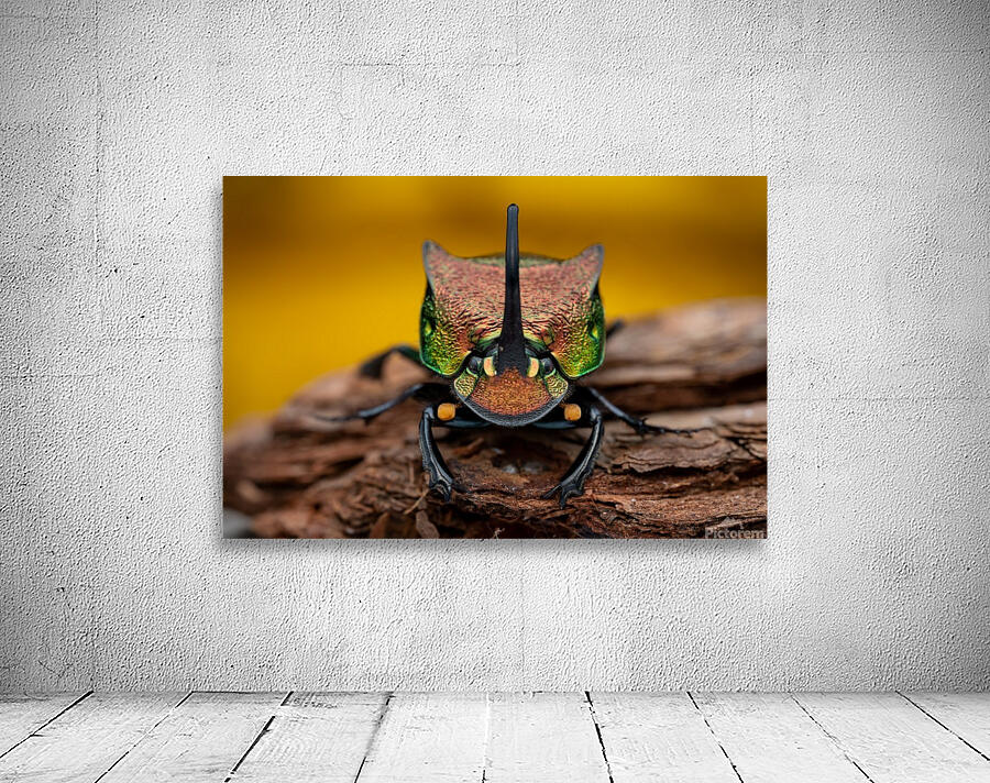Rainbow scarab beetle Wall Preview