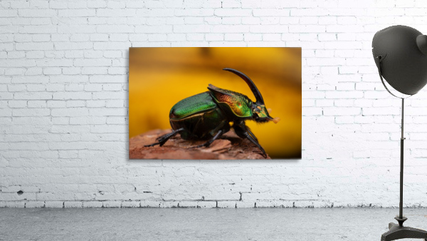 Rainbow scarab beetle Wall Preview