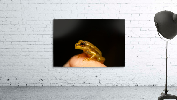 Yellow Frog Wall Preview