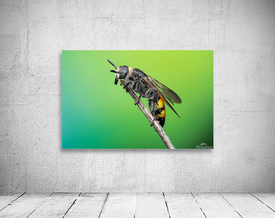 Scoliid Wasp Wall Preview
