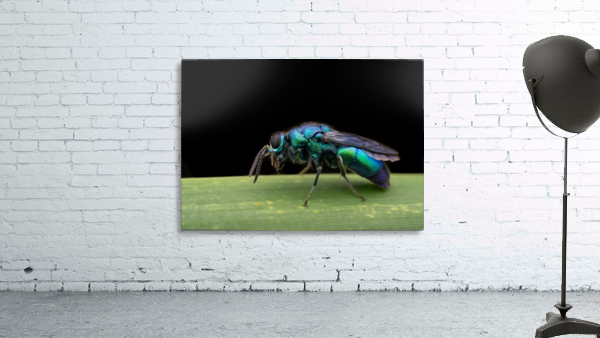 Cuckoo Wasp Wall Preview
