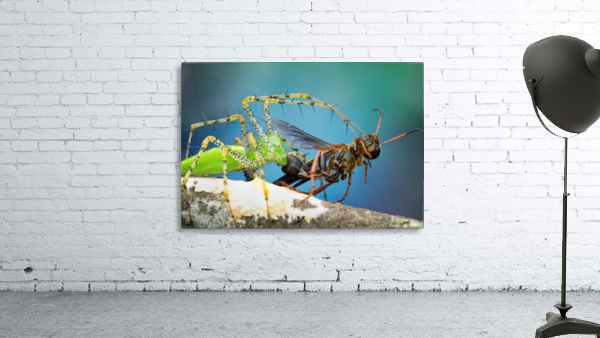 Green Lynx Spider  Wall Preview