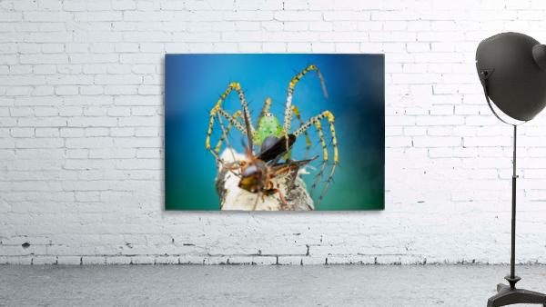 Green Lynx Spider Wall Preview