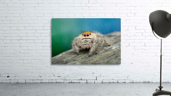 Phidippus Regius Wall Preview