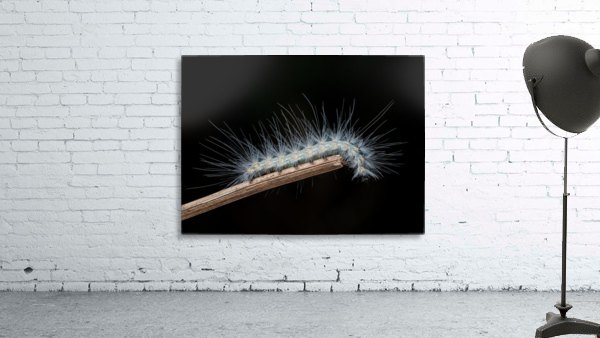 Fall webworm caterpillar Wall Preview