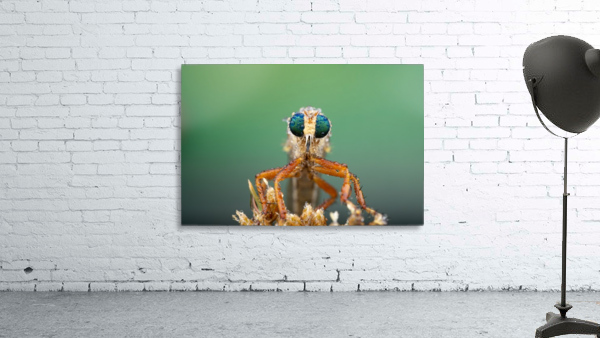 Robber Fly Wall Preview