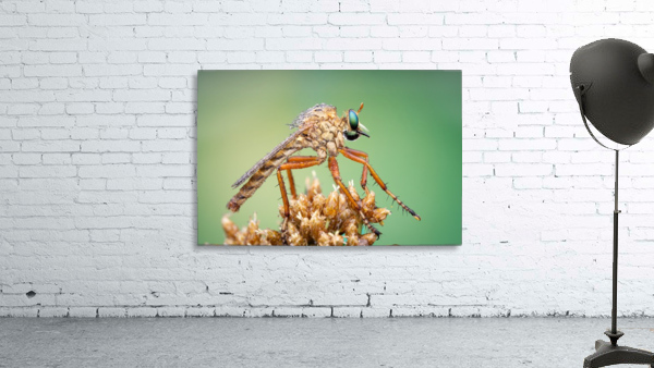 Robber Fly Wall Preview