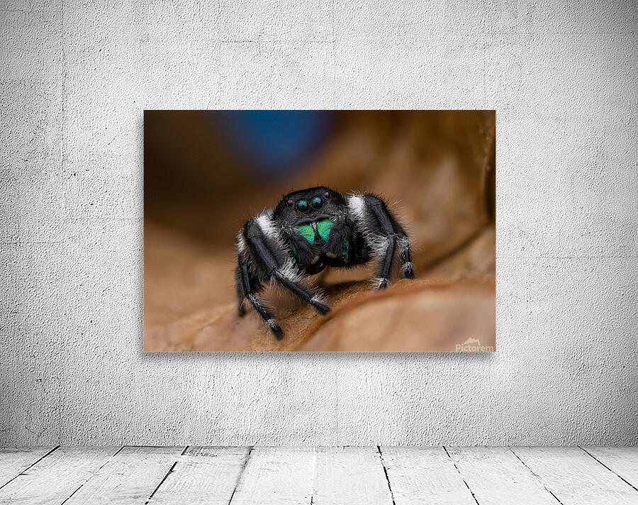 Regal jumping spider Wall Preview