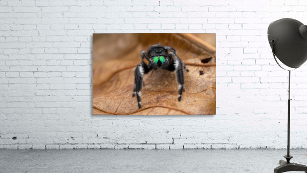 Regal jumping spider Wall Preview