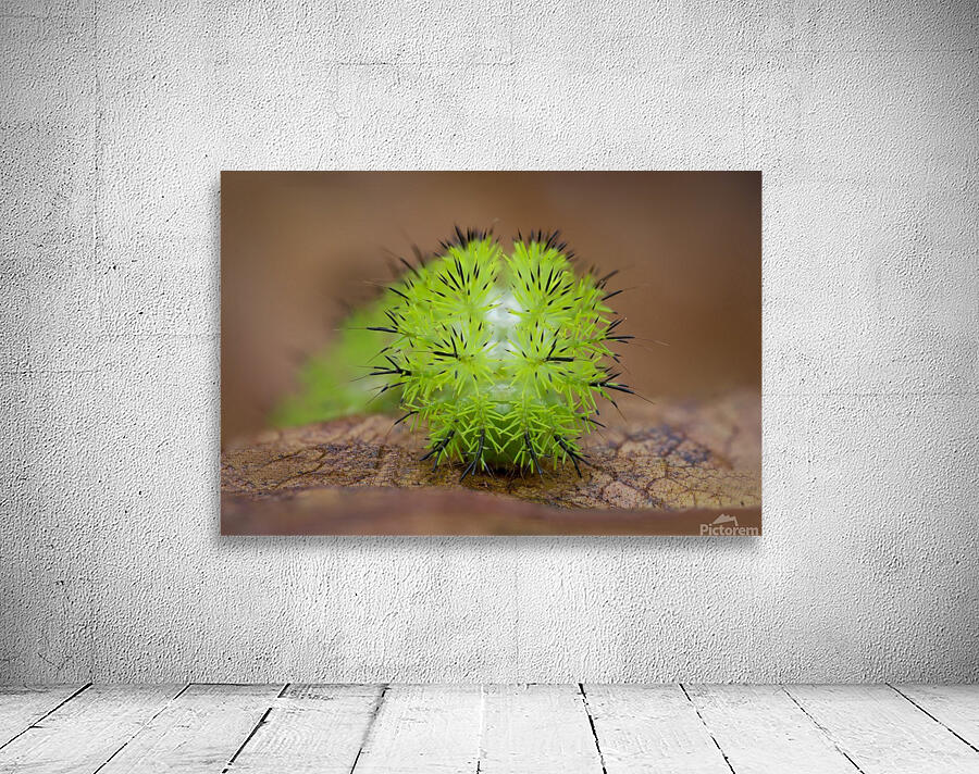 Io moth caterpillar  Wall Preview