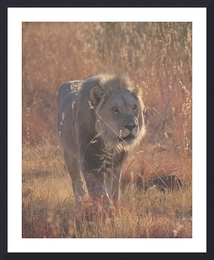  Fine Art print