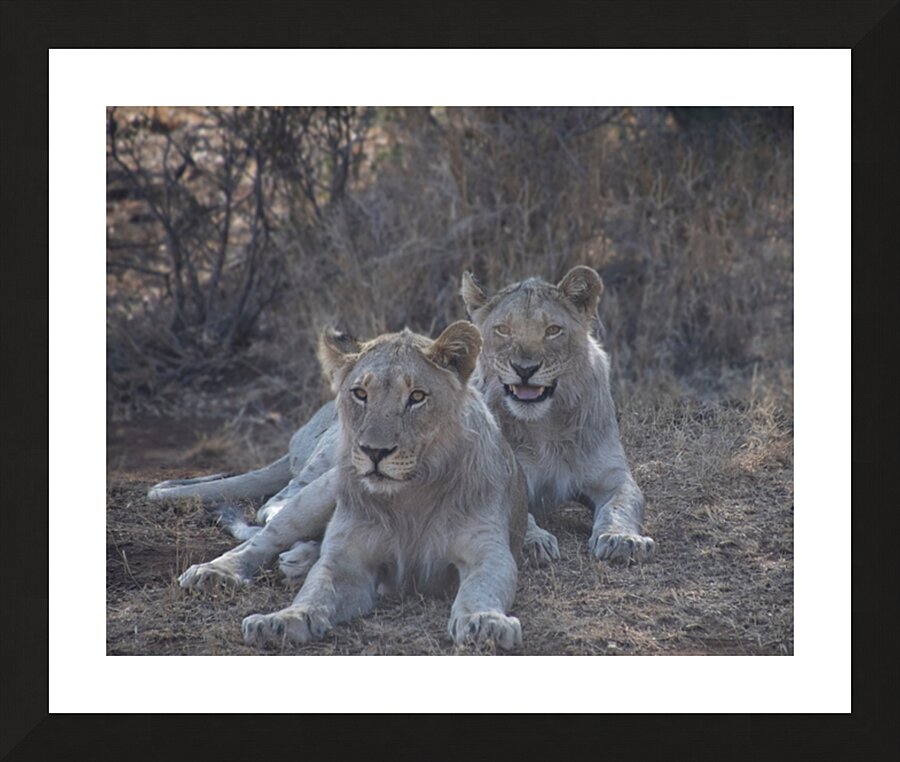  Fine Art print