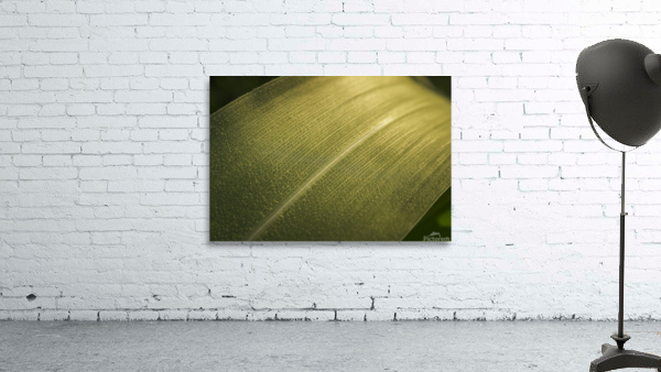 Texturas Wall Preview