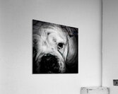 bully brute Acrylic Print