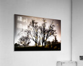 STICKS Acrylic Print
