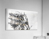 WINDSWEPT Acrylic Print