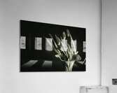STUDY IN TULIPS  Acrylic Print