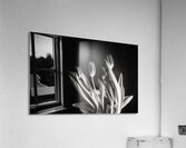 STUDY IN TULIPS 2 Acrylic Print