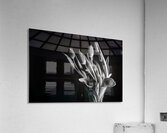 JUST TULIPS Acrylic Print