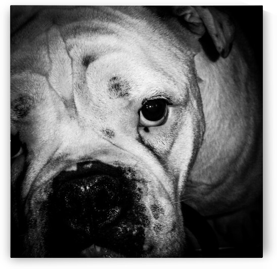 bully brute by KAPITAN PHOTOGRAPHY