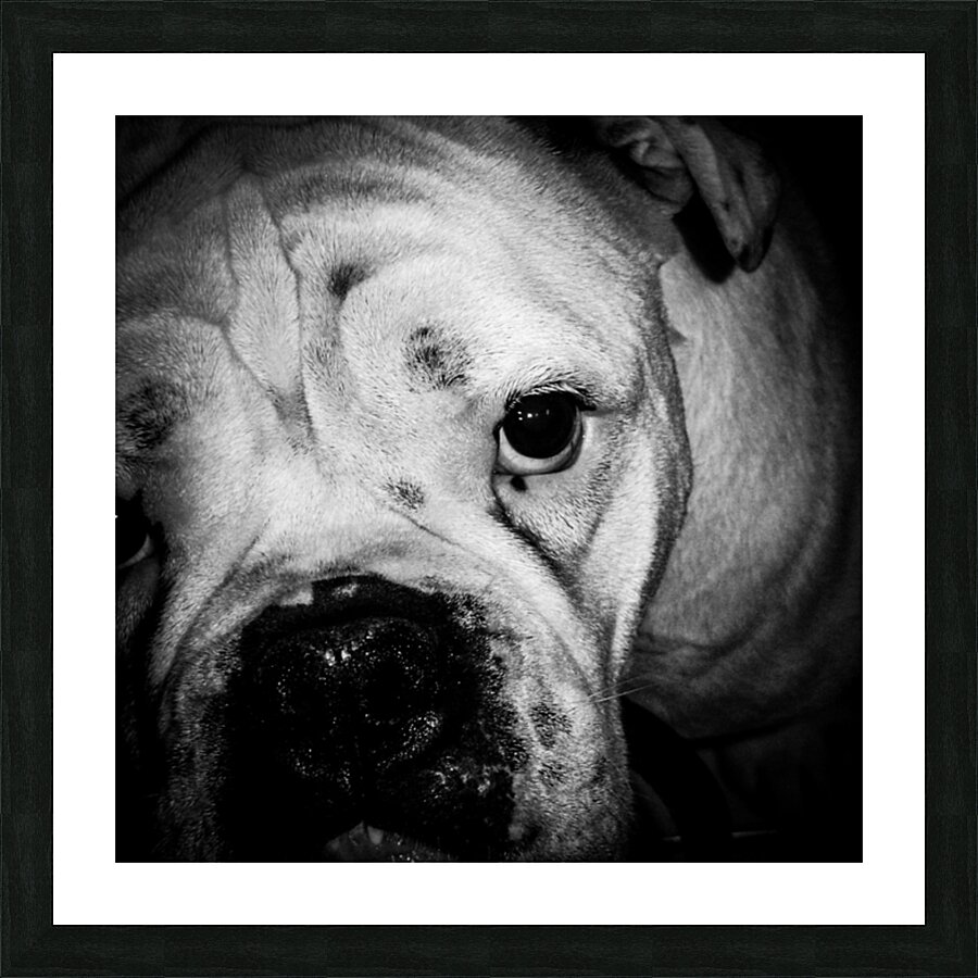 bully brute Picture Frame print
