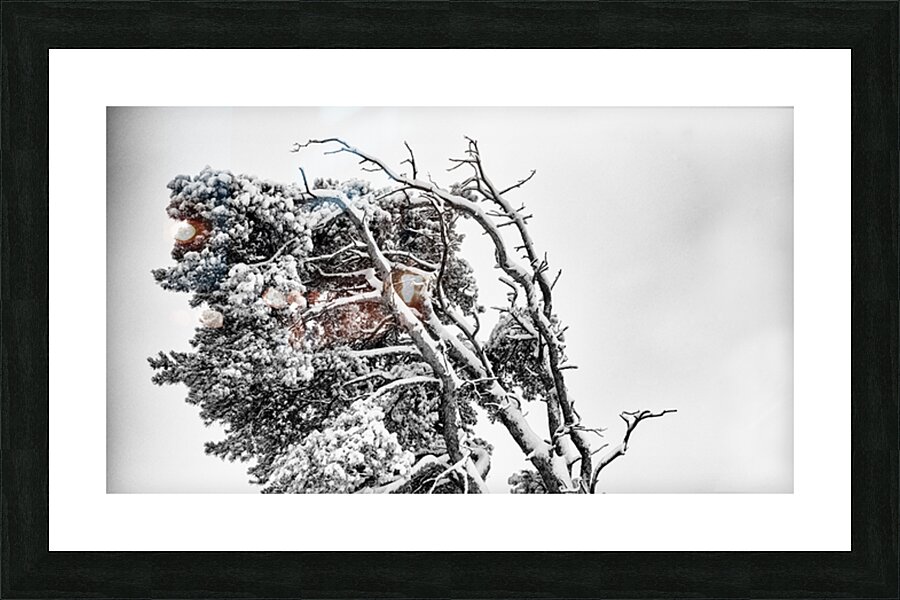 WINDSWEPT Picture Frame print