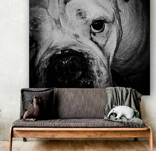 bully brute by KAPITAN PHOTOGRAPHY