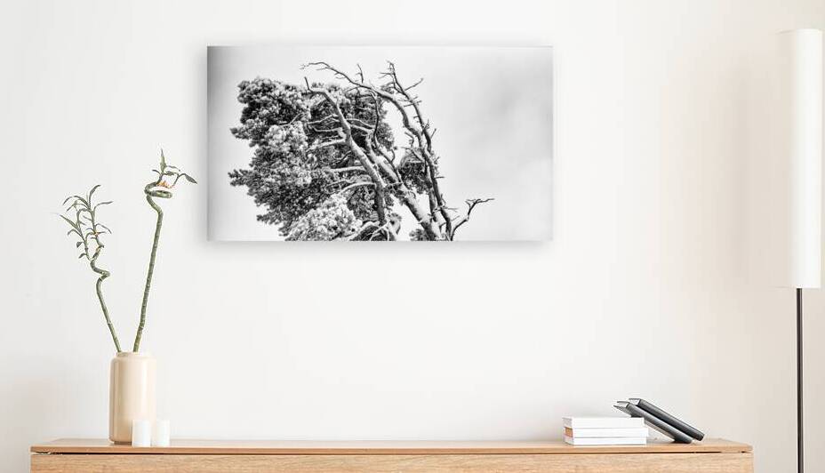 WINDSWEPT Reproduction