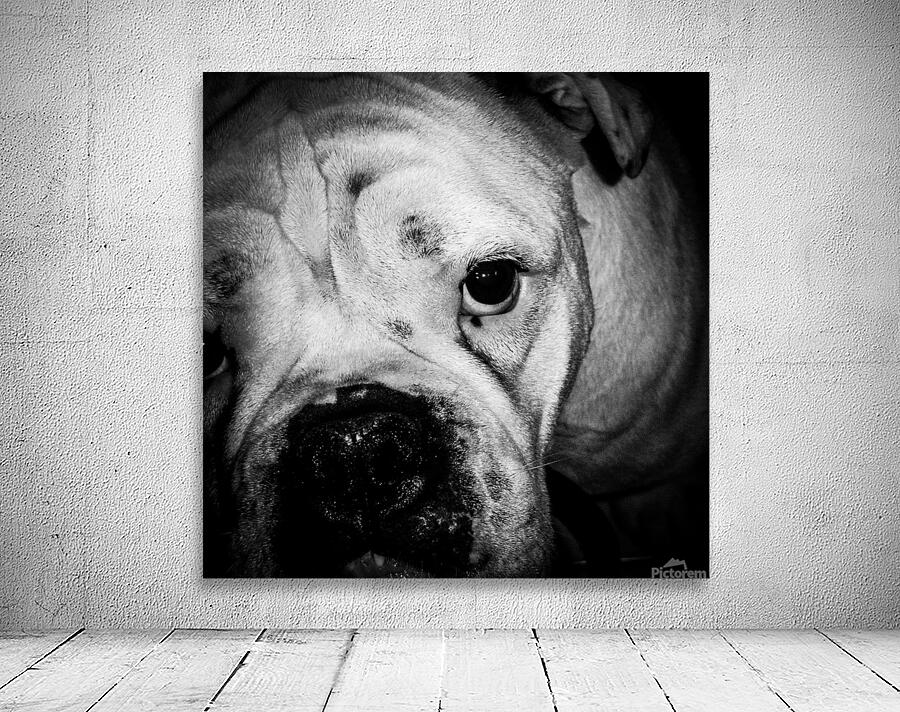 bully brute Wall Preview