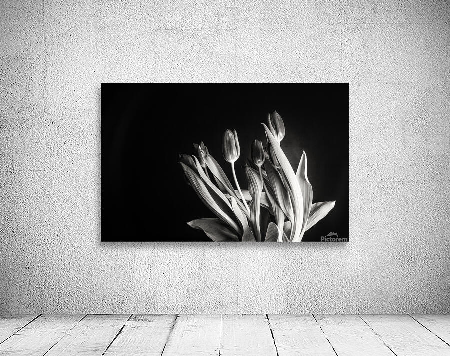 STUDY IN TULIPS 2 Wall Preview