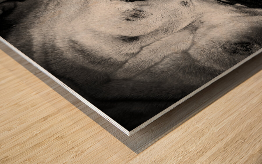 bully brute Wood print