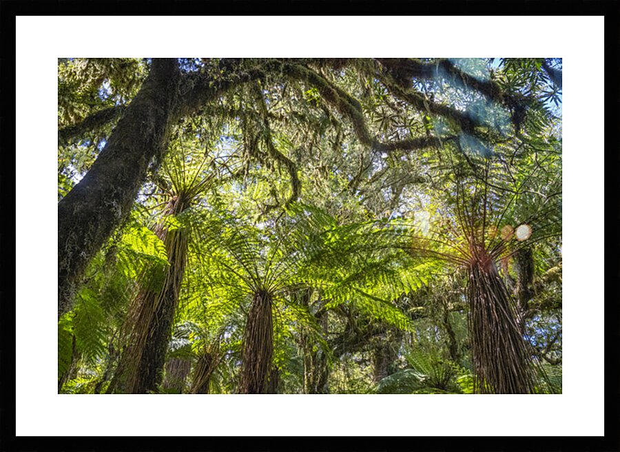 Fern Forest  Picture Frame print