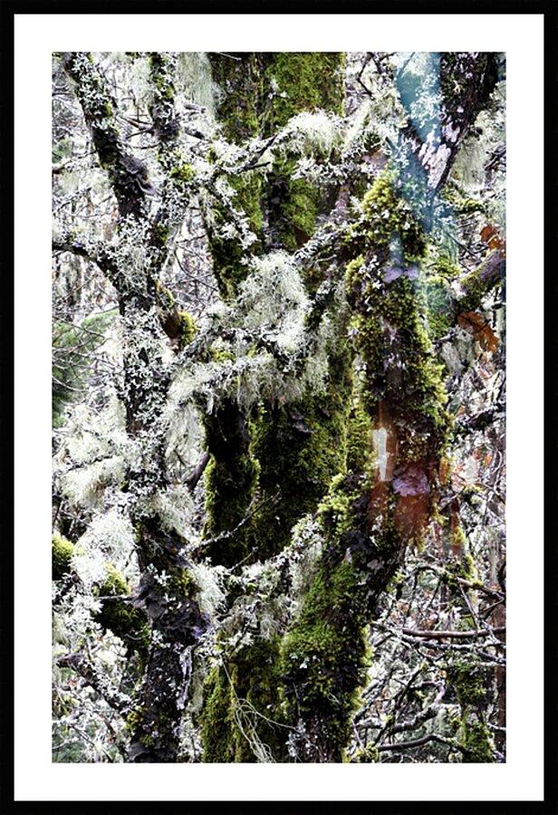 Winter Moss Washington State Picture Frame print