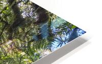 Fern Forest  HD Metal print