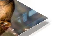 Lion Tracking HD Metal print