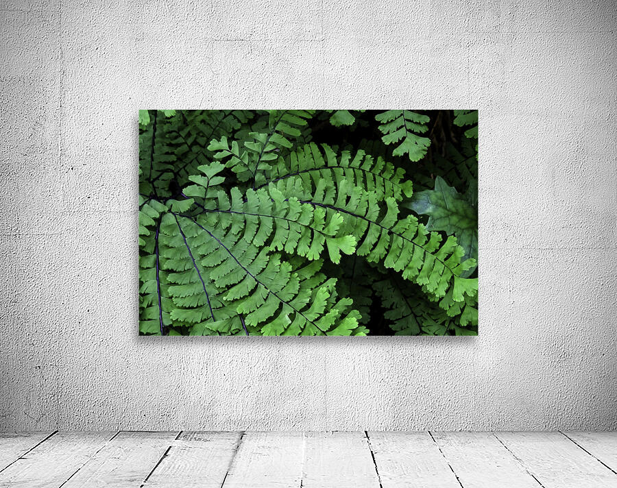 Spring Ferns Wall Preview