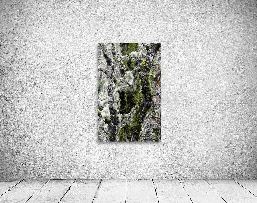 Winter Moss Washington State Wall Preview