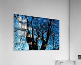 TRENHOLME Acrylic Print