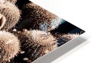 CACTI MUNDO 03 HD Metal print