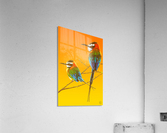 African Swallows (Tall) Acrylic Print