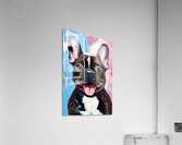 Smiling Brindle French Bulldog Pop Art Portrait Acrylic Print