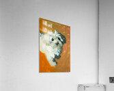 Expressive White Maltese Shih Tzu Dog Portrait Acrylic Print