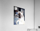 Blue-Eyed Ragdoll Cat Portrait Digital Painting Acrylic Print
