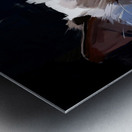 Blue-Eyed Ragdoll Cat Portrait Digital Painting Metal print