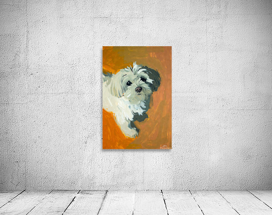 Expressive White Maltese Shih Tzu Dog Portrait Wall Preview