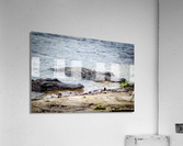 Lazy Alligators Acrylic Print