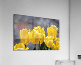 Yellow Tulips Acrylic Print